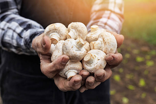 Mushrooms exposed to sunlight rich in vitamin D